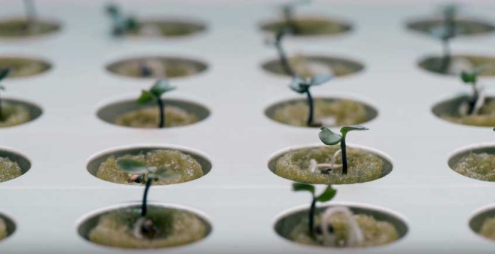 Cultiva verduras en casa con IKEA kit jardín hidropónico | OVACEN