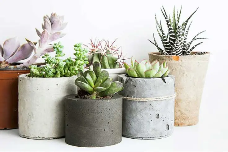 Plantas De Interior En Decoracion Tipos Y Consejos Para Casa