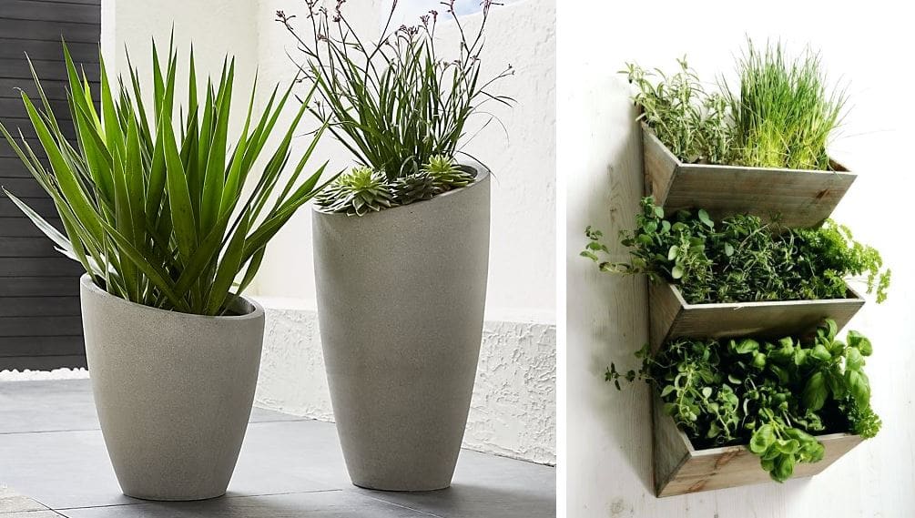 decorative plant ideas