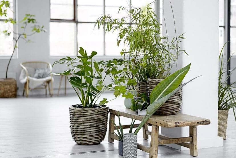Grabar Sede Tentación Plantas de interior en decoración; tipos y consejos para casa