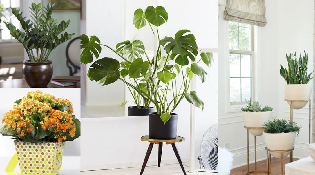 best plants for home decoration