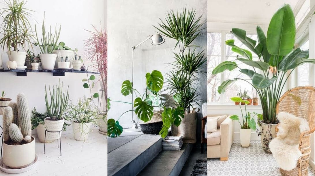 plantas para decorar casa