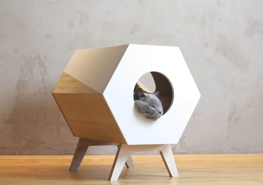 casa minimalista gatos