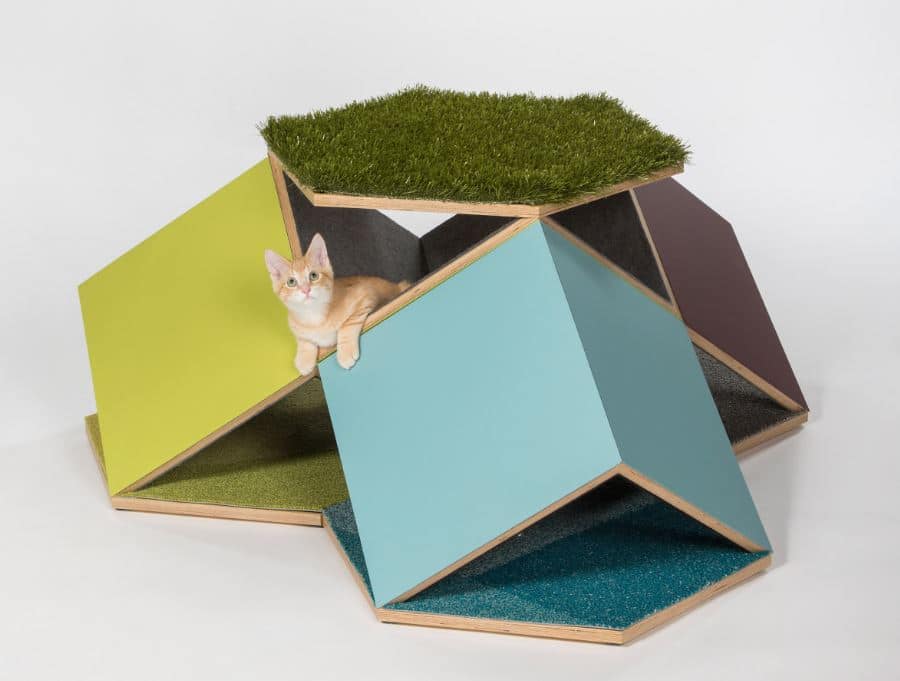 proyecto animales catcube