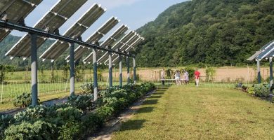 paneles solares con cultivos agrícolas