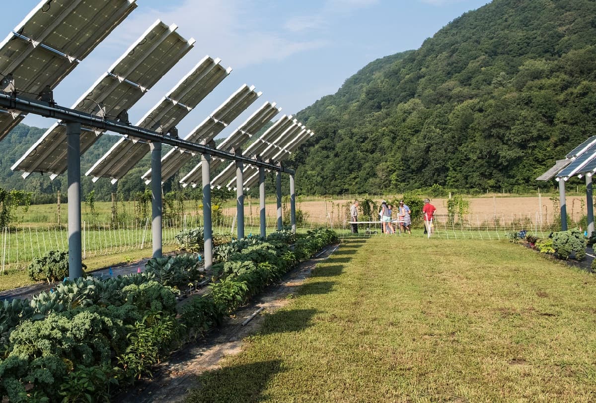 paneles solares con cultivos agrícolas