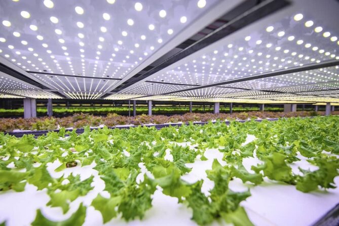 granjas verticales para producir vegetales y hortalizas
