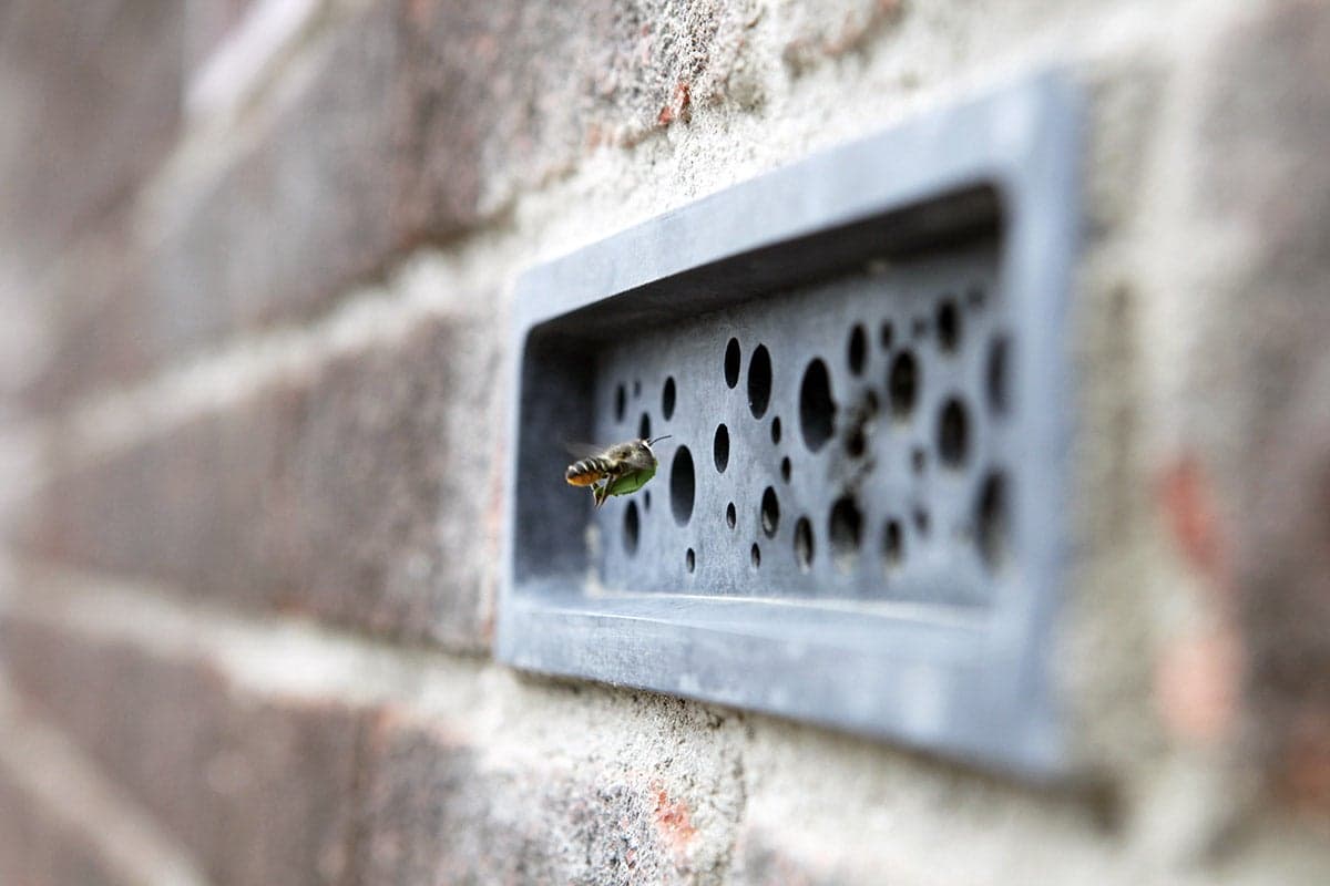 bee bricks in cities