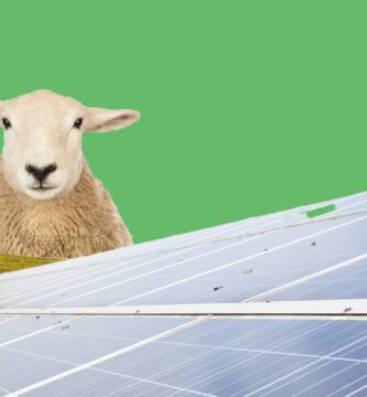 mantenimiento paneles solares con pastoreo