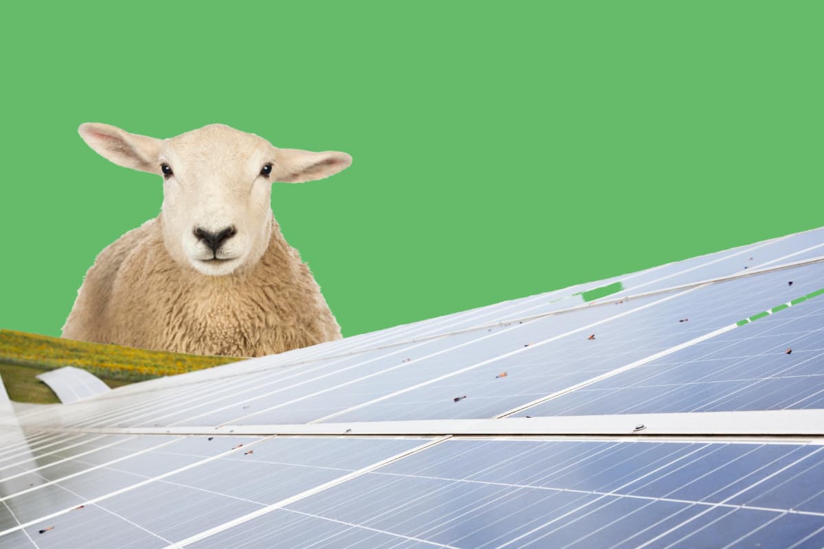 Solar grazing for Maintenance of solar panels