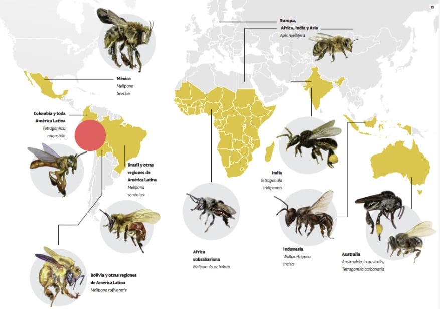 mapa abejas especies principales en el mundo